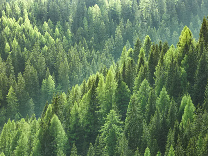 sustainable Nachhaltigkeitsberatung Wald