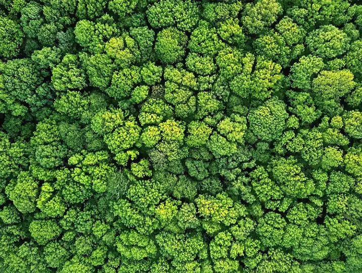 sustainable Nachhaltigkeitsberatung Wald von oben